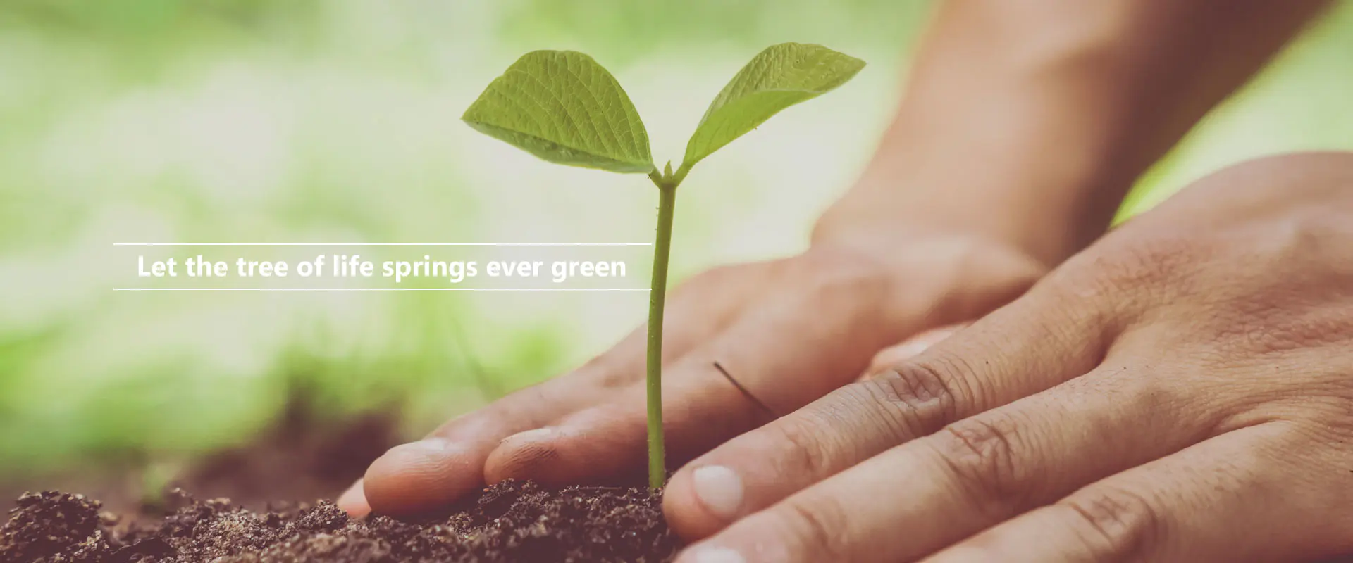 ໃຫ້ຕົ້ນໄມ້ແຫ່ງຊີວິດມີສີຂຽວຕະຫຼອດໄປ